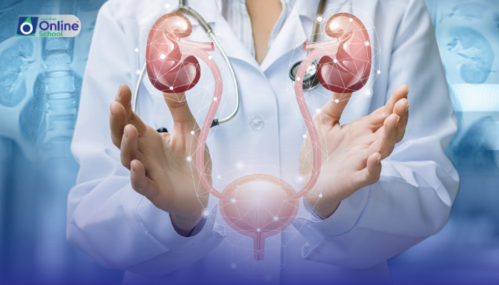 Lesson 09: Organs of the Urinary System
